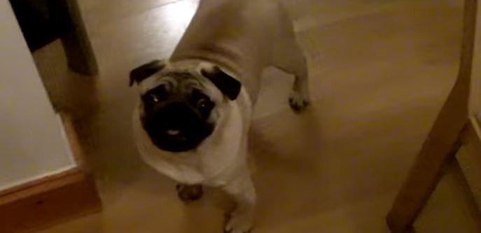 energetic pug