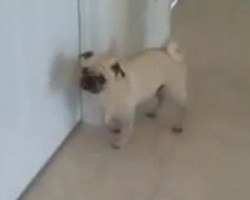 (Video) Pug’s Epic Reaction After His Bath is Hilarious