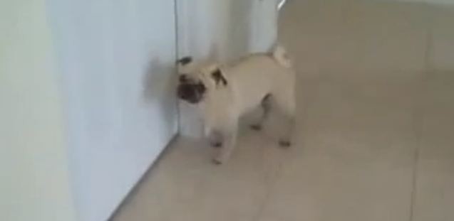 excited pug