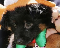 These Festive Pooches Will Get You in the Holiday Spirit!