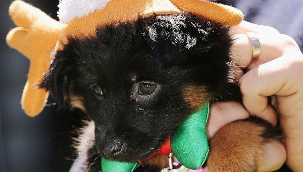 festive dog