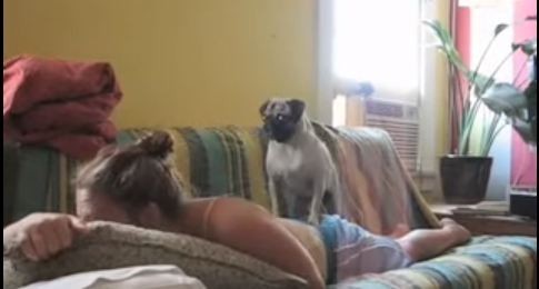 funny pug