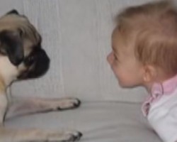 [VIDEO] This Little Girl and Her Pug Are Inseparable… Be Prepared to Have Kleenex Near By!