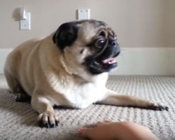 (Video) Wow, Who Knew a Pug Could be THIS Hyper After a Bath – Hilarious!