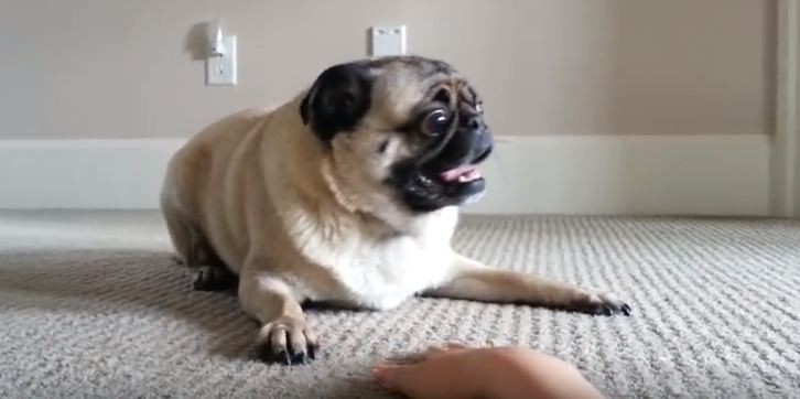 hyper pug