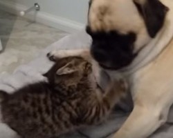 This Pug and Kitten Love One Another and it’s the Sweetest Thing!