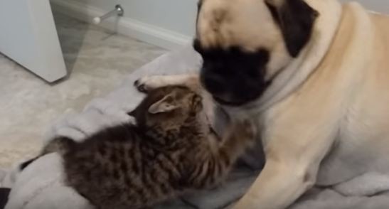 kitten and pug