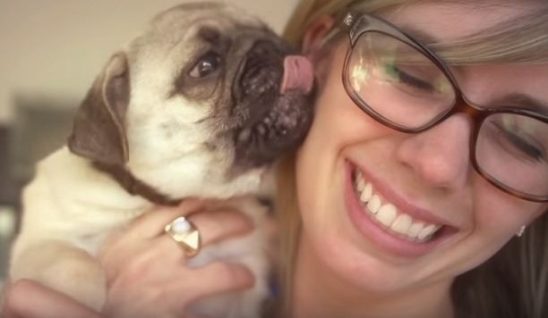 lovable pug