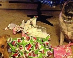 11 Dogs That Are on Santa’s Naughty List This Year – LOL!