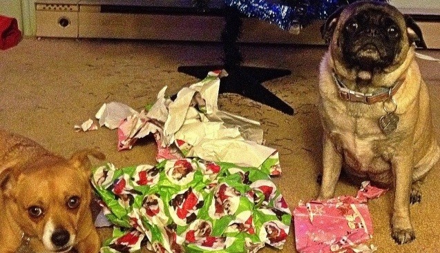 naughty pug
