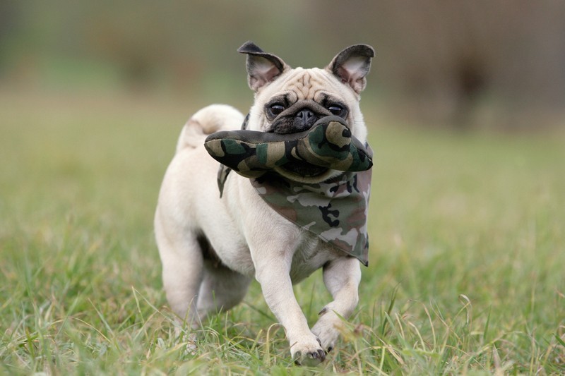 playing fetch with a pug