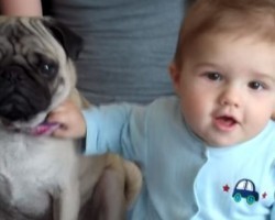 [VIDEO] Watch This Pug and Baby (a Famous Dance Duo in Training) Dance to Adele!
