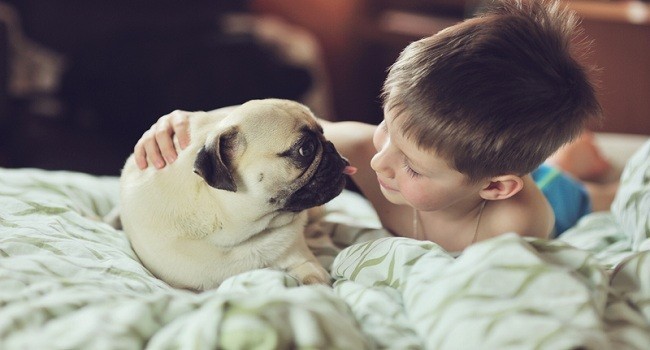 pug and child on a bed