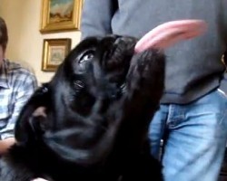 [VIDEO] Watch What Happens When a Pug With a Very Long Tongue Greets Grandma – Too Funny!