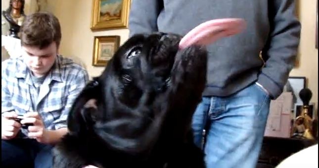 pug and his very long tongue