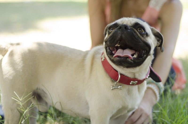 pug and owner at the park