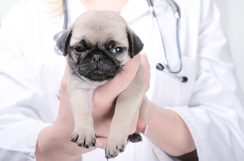 pug at the vet office