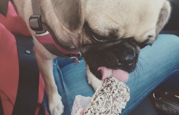 pug eating white chocolate