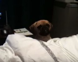 [VIDEO] OMG… This Pug Puppy Who is Feeling Left Out Will Break Your Heart