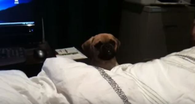 pug feeling ignored