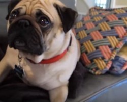 [VIDEO] When a Sweet Pug Gets Scolded, He Looks Sad and We Feel Bad!