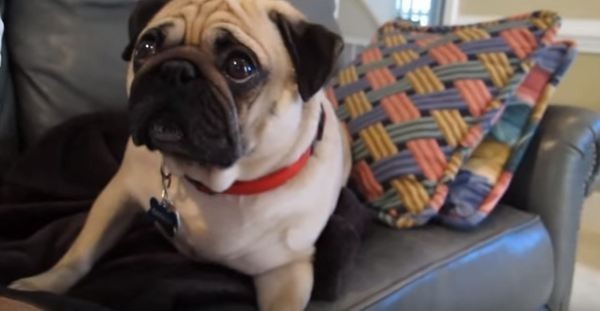 pug gets scolded