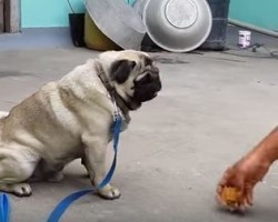 Learn How to Effectively Train Your Pug With These Helpful Tips!