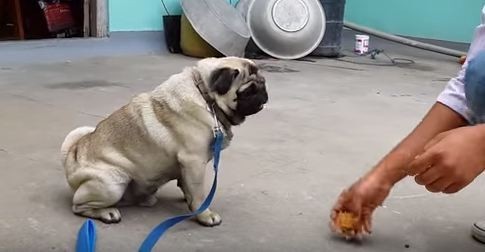 pug getting trained