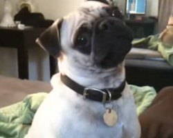 [VIDEO] This Pug Thinks He’s a Wolf in Disguise – You’ll be Impressed by His Howl!