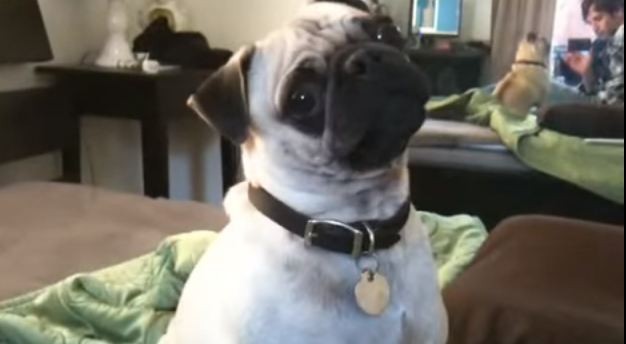 pug howling