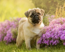 Natural Solutions to Using Pest Control Pesticides and Other Toxic Chemicals That Could Harm Your Pup