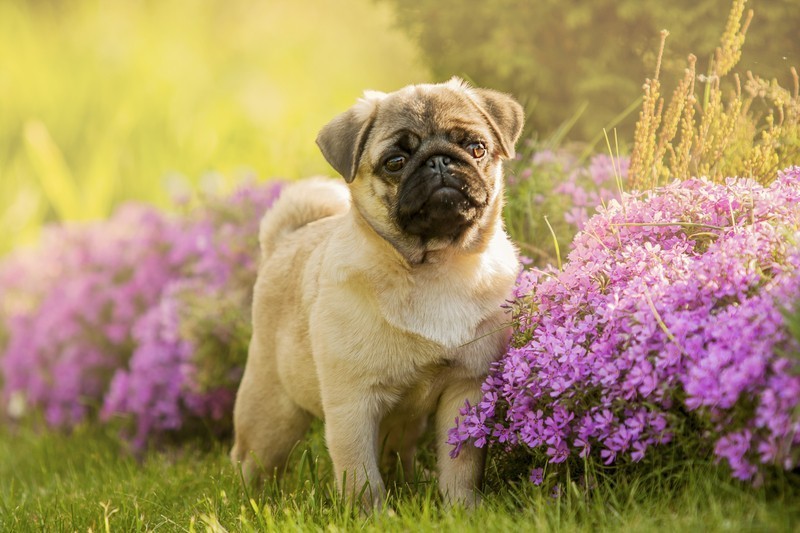 pug in a garden