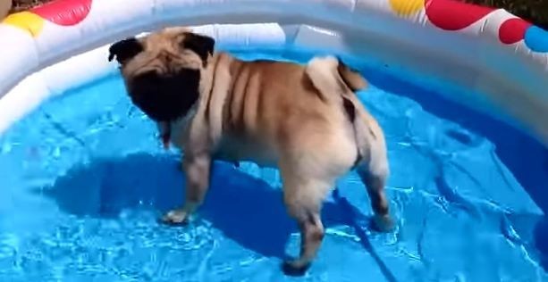 pug in a pool