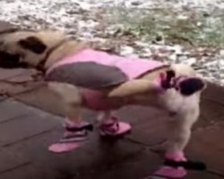 [VIDEO] Pug Reacts to Her Pink Snow Outfit in the Most Adorable Fashion – You Have to See This!