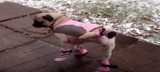 pug in pink snow outfit