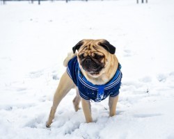 Now Sure How to Walk Your Pooch in the Snow? Here’s How!
