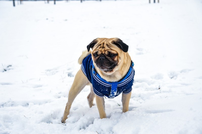 pug in snow