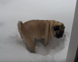When an Adorable Pug Has to Go to the Bathroom in the Snow, THIS Happens…