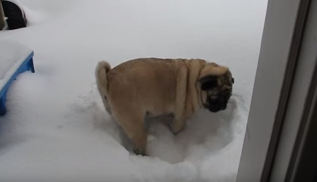 pug in the snow