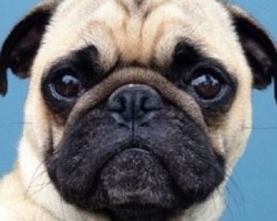 What This Blogger Learned From Her Pug Is Truly Touching