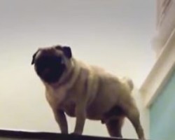 [VIDEO] Funny Pug Tries to Make it Up the Stairs — Will He Succeed?!