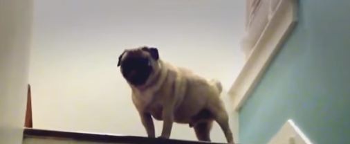 pug on stairs