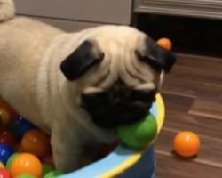 [VIDEO] Pugs Just Wanna Have Fun – and This Cute Video Proves That!