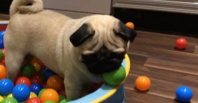 pug playing with balls