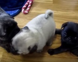 [VIDEO] These Pug Puppies are SO Adorable – Just Watch Them as They Play!