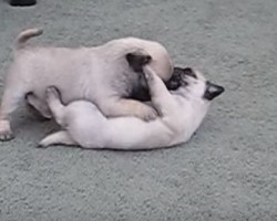 [VIDEO] Watch These Brother and Sister Pug Puppies Play — They Have SO Much Energy!