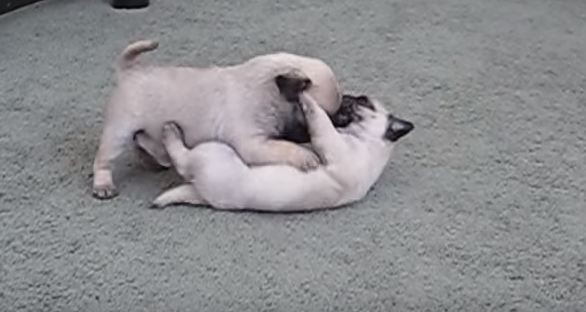 pug puppies play