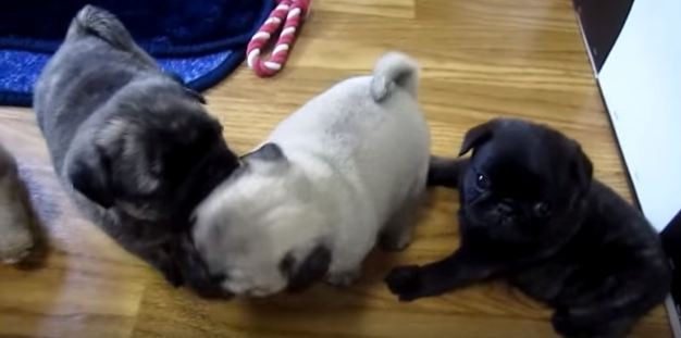 pug puppies