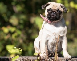 Getting a New Puppy in 2016? Here are Some Trending Doggy Names!