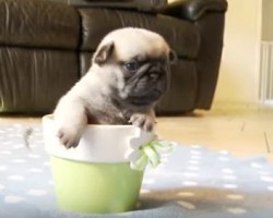 [VIDEO] This Teeny Tiny Pug Puppy is as Pretty as a Flower… Awww!